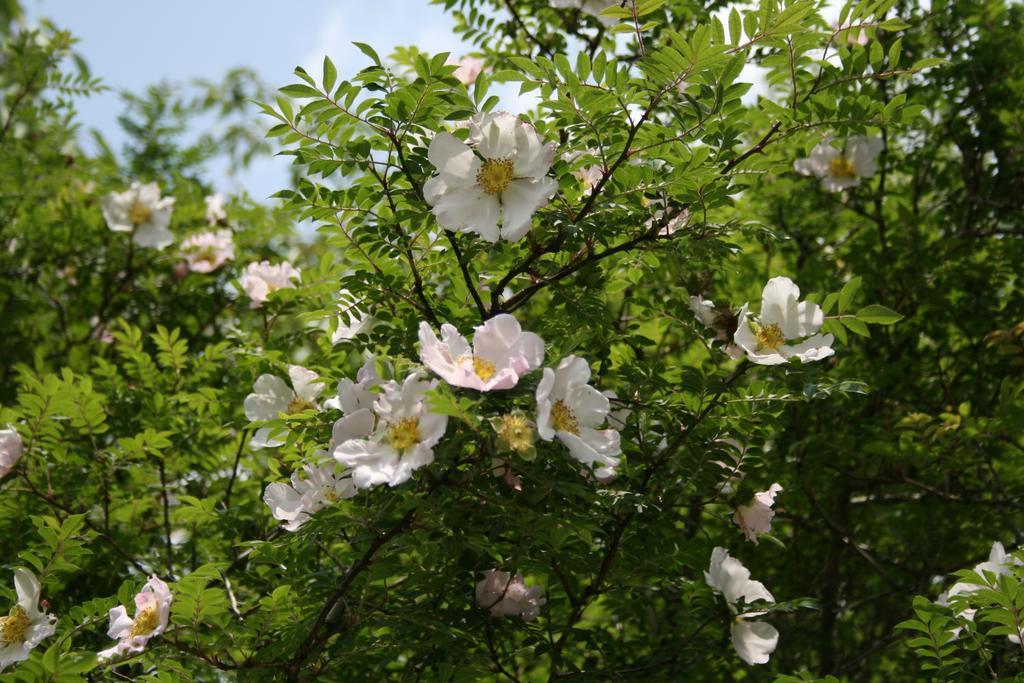 Senkyoro Hotel Hakone Kültér fotó